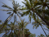 Palm Trees at Kata, Phuket, Thailand, Southeast Asia Photographic Print by Joern Simensen