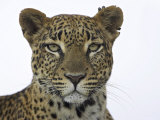 Leopard (Panthera Pardus), Samburu Game Reserve, Kenya, East Africa, Africa Photographic Print by James Hager