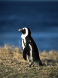 African Penguin at Boulder Beach in Simon's Town, Near Cape Town, South Africa, Africa Photographie par Yadid Levy