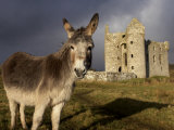 A Donkey Grazes in Front 17th Century Monea Castle, County Fermanagh, Ulster, Northern Ireland Photographie par Andrew Mcconnell