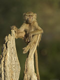 Young Male Olive Baboon Sitting Atop a Tree Trunk Looking at the Camera, Samburu Game Reserve, Keny Lámina fotográfica por James Hager Young Male Olive Baboon Sitting Atop a Tree Trunk Looking at the Camera, Samburu Game Reserve, Keny Lámina fotográfica por James Hager