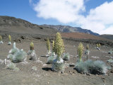 Silverswords, Growing in Vast Crater of Haleakala, Maui Photographic Print by Robert Francis