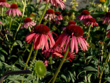 Echinacea, the Purple Coneflower, One of the Best Blood Purifiers Photographic Print by Aaron McCoy