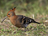 African Hoopoe (Upupa Africana), Pilanesberg National Park, South Africa, Africa Photographie par James Hager