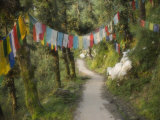 Path and Prayer Flags, Mcleod Ganj, Dharamsala, Himachal Pradesh State, India Photographie par Jochen Schlenker