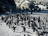 Penguins at Boulder Beach in Simon's Town, Near Cape Town, South Africa, Africa Photographie par Yadid Levy