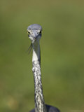 Black-Headed Heron (Ardea Melanocephala), Addo Elephant National Park, South Africa, Africa Photographic Print by James Hager