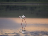 Greater Flamingo Reflected in Lake Ndutu at Sunset, Serengeti National Park, Tanzania Photographic Print by James Hager