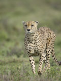 Cheetah (Acinonyx Jubatus) Walking Towards Viewer, Serengeti National Park, Tanzania Photographic Print by James Hager