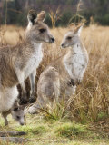 Jochen Schlenker - Eastern Grey Kangaroos, Kosciuszko National Park, New South Wales, Australia - Fotografik Baskı Jochen Schlenker - Eastern Grey Kangaroos, Kosciuszko National Park, New South Wales, Australia - Fotografik Baskı