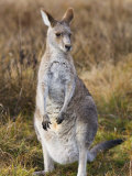 Jochen Schlenker - Eastern Grey Kangaroo, Kosciuszko National Park, New South Wales, Australia - Fotografik Baskı Jochen Schlenker - Eastern Grey Kangaroo, Kosciuszko National Park, New South Wales, Australia - Fotografik Baskı