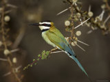 White-Throated Bee-Eater (Merops Albicollis) Perched in an Acacia Tree, Samburu Game Reserve, Kenya Photographie par James Hager