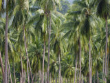 Coconut Palms, Koh Samui, Thailand, Southeast Asia Photographic Print by Andrew Mcconnell Coconut Palms, Koh Samui, Thailand, Southeast Asia Photographic Print by Andrew Mcconnell
