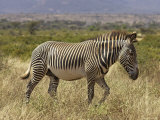 Male Grevy's Zebra (Equus Grevyi), Samburu Game Reserve, Kenya, East Africa, Africa Photographic Print by James Hager