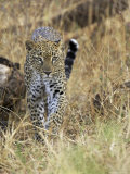 Leopard (Panthera Pardus) Approaching, Samburu Game Reserve, Kenya, East Africa, Africa Photographie par James Hager