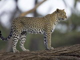 Leopard (Panthera Pardus) Standing on Log, Samburu Game Reserve, Kenya, East Africa, Africa Photographic Print by James Hager