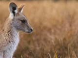 Eastern Grey Kangaroo, Kosciuszko National Park, New South Wales, Australia Reprodukcja zdjęcia autor Jochen Schlenker Eastern Grey Kangaroo, Kosciuszko National Park, New South Wales, Australia Reprodukcja zdjęcia autor Jochen Schlenker
