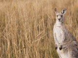 Eastern Grey Kangaroo, Kosciuszko National Park, New South Wales, Australia Reprodukcja zdjęcia autor Jochen Schlenker Eastern Grey Kangaroo, Kosciuszko National Park, New South Wales, Australia Reprodukcja zdjęcia autor Jochen Schlenker