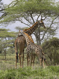 Masai Giraffe Mother and Young, Serengeti National Park, Tanzania, Africa Fotografisk tryk af James Hager