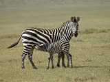 Grant's Zebra Nursing, Ngorongoro Crater, Tanzania Photographic Print by James Hager