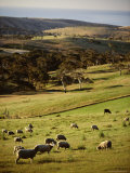 Sheep on Pastureland Near Cape Jervis, Fleurieu Peninsula, South Australia, Australia Photographic Print by Robert Francis