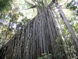 Curtain Fig, Atherton Tablelands, Australia Photographic Print by Robert Francis