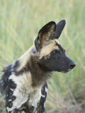 African Wild Dog (Lycaon Pictus), Pilanesberg National Park, South Africa, Africa Photographie par James Hager