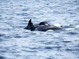 Family of Killer Whales at Surface off Tarifa Coast, Strait of Gibraltar, Costa De La Luz, Spain Photographic Print by Marco Simoni