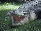 Twenty Four Foot Saltwater Crocodile (Crocodilus Porosus), Hartleys Creek, Queensland, Australia Fotoprint van Ian Griffiths Twenty Four Foot Saltwater Crocodile (Crocodilus Porosus), Hartleys Creek, Queensland, Australia Fotoprint van Ian Griffiths