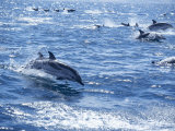 Group of Striped Dolphins Swimming, Strait of Gibraltar, Costa De La Luz, Spain Photographie par Marco Simoni