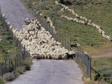 Herd of Sheep on Road, Mykonos, Cyclades Islands, Greece, Mediterranean Photographic Print by Marco Simoni
