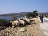 Shepherd and Sheep, Island of Skiros, Sporades, Greece Photographic Print by Storm Stanley