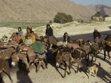 Migration of the Qashgai Tribe, Iran, Middle East Photographie par Sybil Sassoon