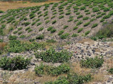 Vineyard, Santorini (Thira), Cyclades Islands, Greece, Mediterranean Photographic Print by Marco Simoni