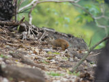 Rocky Lavy (Keredon Rupestris), Parque Nacional De Fernando De Norohna, Fernando De Noronha, Brazil Stampa fotografica di Marco Simoni