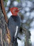 A Male Magellanic Woodpecker, Torres Del Paine National Park, Patagonia, Chile Photographic Print by Marco Simoni
