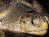 Head of Olive Ridley Sea Turtle (Leipidochelys Olivacea, Phuket Province, Thailand Photographic Print by Marco Simoni