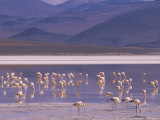 Flamingoes Feeding at Laguna Colorada, Reserva Nacional Eduardo Avaroa, Los Lipez, Andes Photographic Print by Marco Simoni
