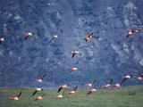 Chilean Flamingoes in Flight, Torres Del Paine National Park, Patagonia, Chile Photographic Print by Marco Simoni