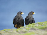 A Pair of Striated Caracara, Sea Lion Island, Falkland Islands, South Atlantic Photographie par Marco Simoni