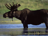 Moose, Yellowstone National Park, Wyoming, USA Photographie par R Mcleod