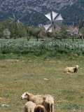 Sheep in a Field, Lassithi Plateau, Island of Crete, Greece, Mediterranean Photographic Print by Marco Simoni