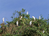 Cattle Egrets on a Tree, Parque Nacional De Fernando De Norohna, Fernando De Noronha, Brazil Photographic Print by Marco Simoni