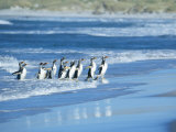 Gentoo Penguins Coming out of the Sea, Sea Lion Island, Falkland Islands, South America Photographic Print by Marco Simoni