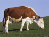 Hereford Cow Grazing on Hillside, Chalk Farm, Willingdon, East Sussex, England Photographic Print by Ian Griffiths