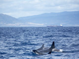 Family of Killer Whales at Surface off Tarifa Coast, Strait of Gibraltar, Costa De La Luz, Spain Photographic Print by Marco Simoni