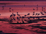 Flamingoes Feeding, Laguna Colorada at Sunset, Reserva Nacional Eduardo Avaroa, Los Lipez, Bolivia Photographic Print by Marco Simoni