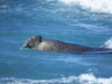 A Southern Elephant Seal Male Swimming, Sea Lion Island, Falkland Islands, South Atlantic Photographic Print by Marco Simoni