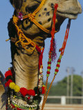 Camel Adorned with Colourful Tassels, Bikaner Desert Festival, Rajasthan State, India Photographic Print by Marco Simoni