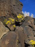 Petroglyphs, Santa Fe County, New Mexico, USA Photographic Print by Michael Snell Petroglyphs, Santa Fe County, New Mexico, USA Photographic Print by Michael Snell